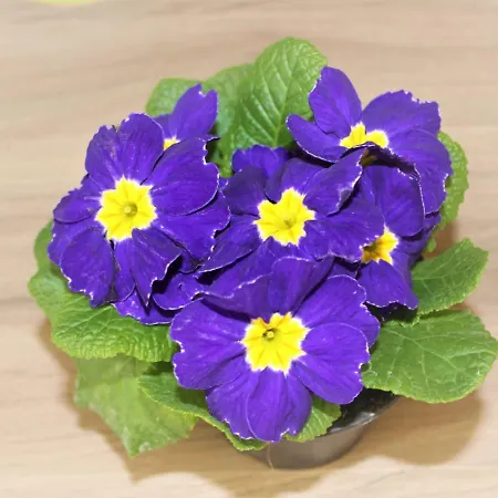 Stellanova Σπίτι διακοπών *